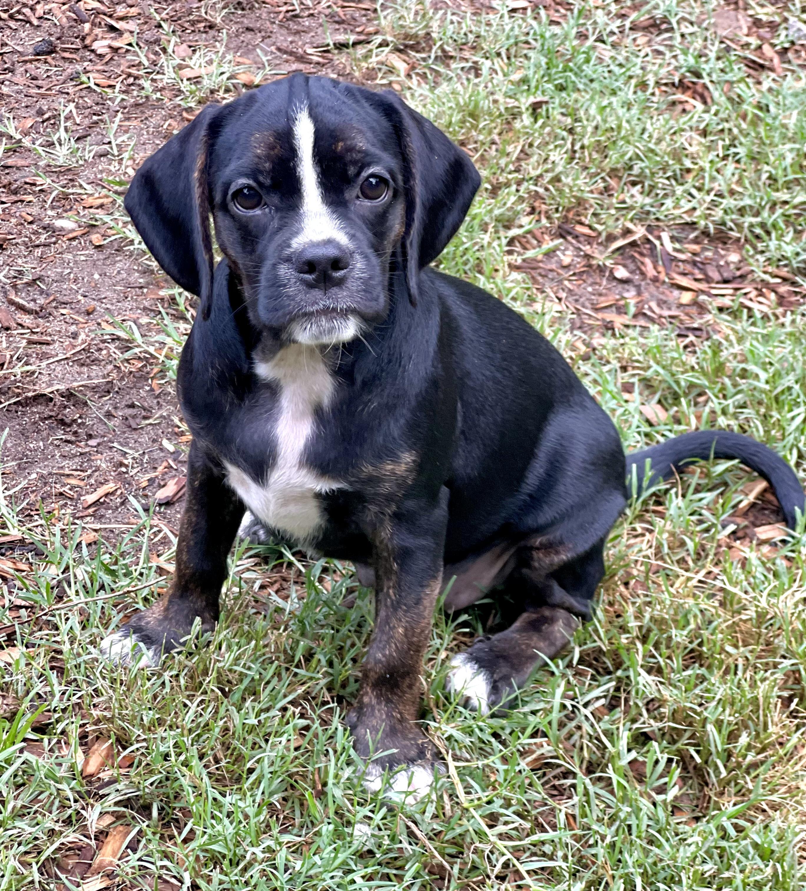 Enlarge Gazoo, a ADOPTABLE mixed breed in Mt Pleasant, SC image 4/6