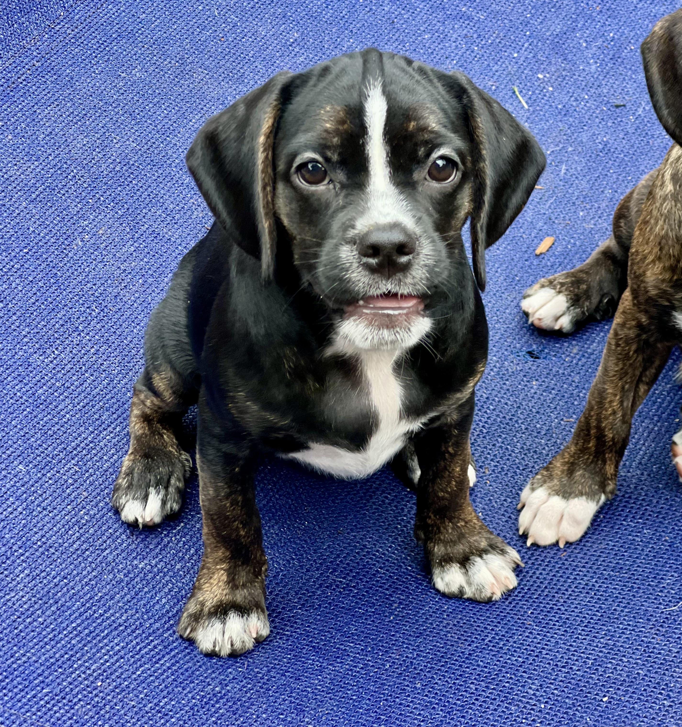 Gazoo, ADOPTABLE, Puppy Female Mixed Breed.