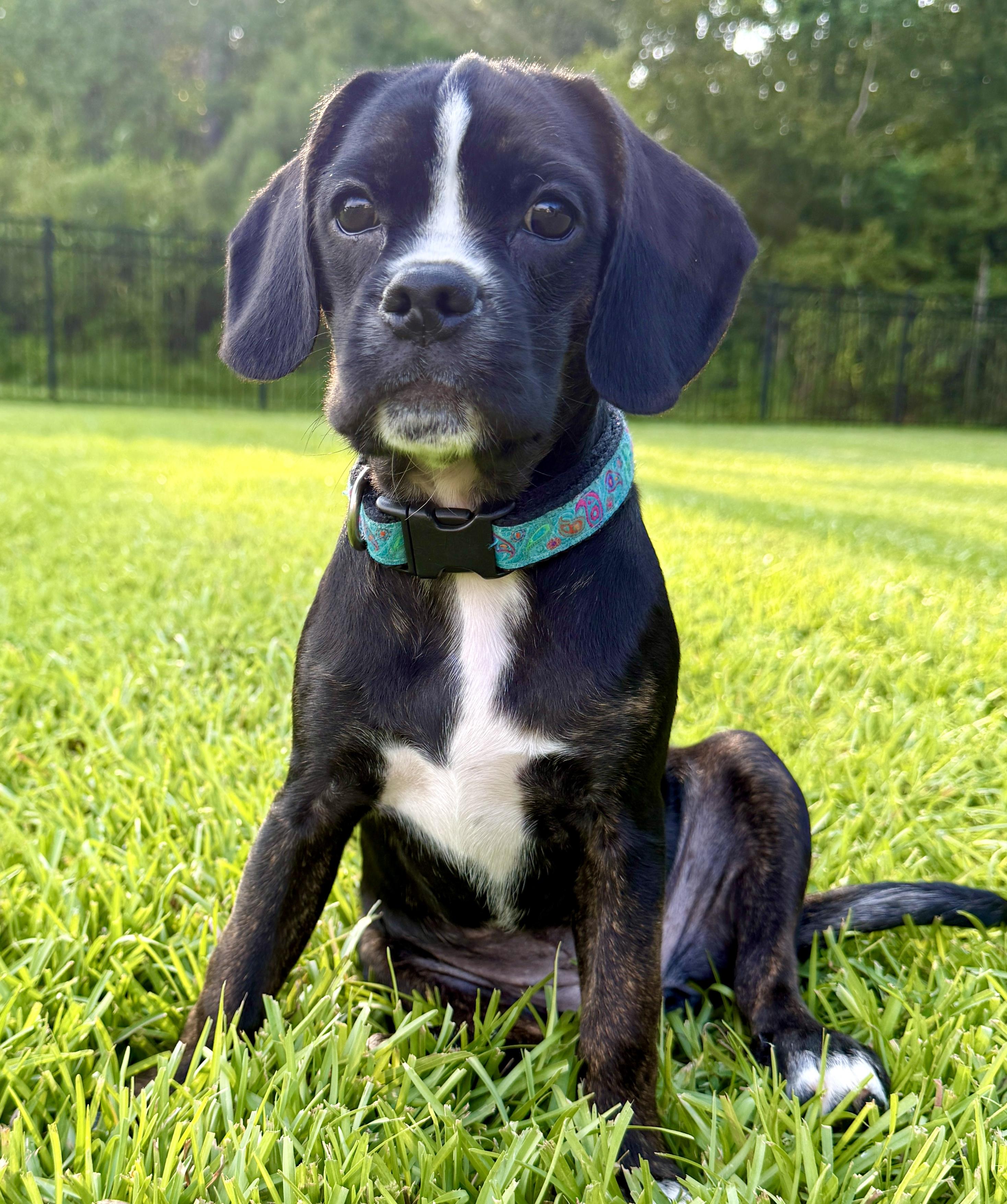 Enlarge Gazoo, a ADOPTABLE mixed breed in Mt Pleasant, SC image 5/6