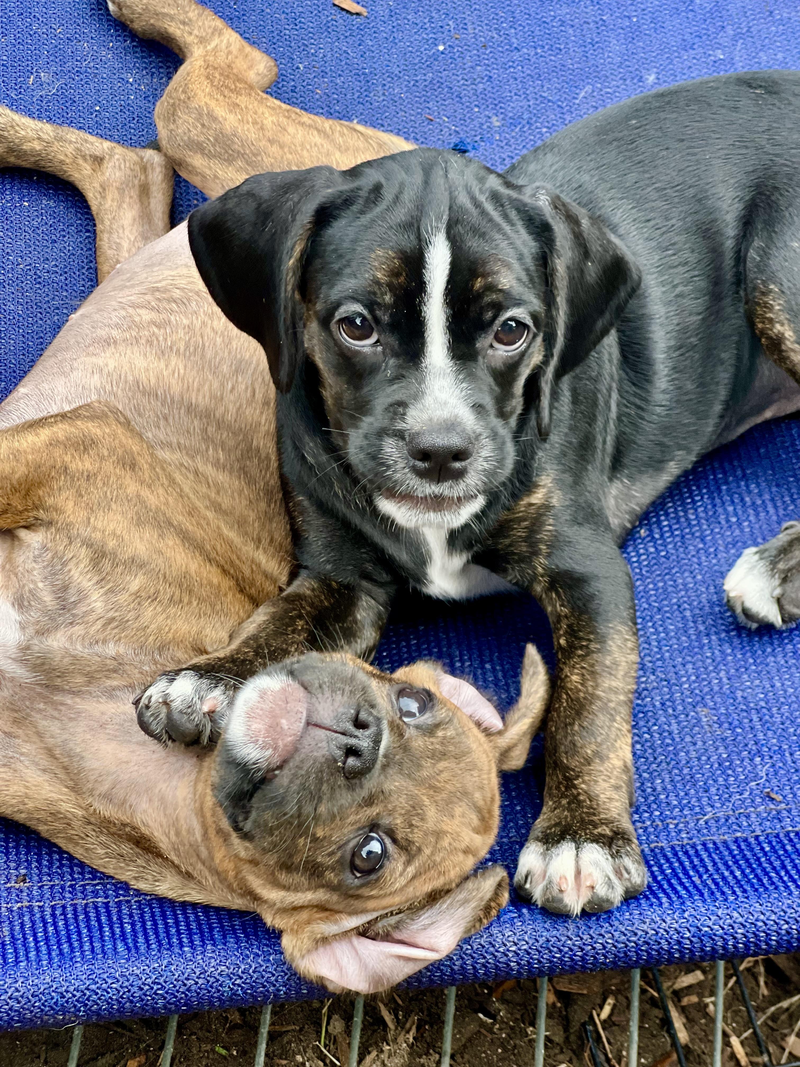 Enlarge Gazoo, a ADOPTABLE mixed breed in Mt Pleasant, SC image 2/6