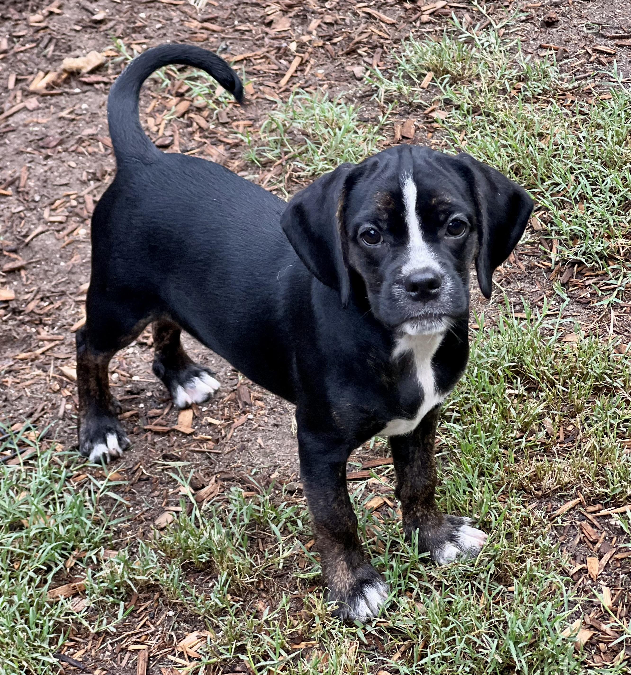 Enlarge Gazoo, a ADOPTABLE mixed breed in Mt Pleasant, SC image 5/6