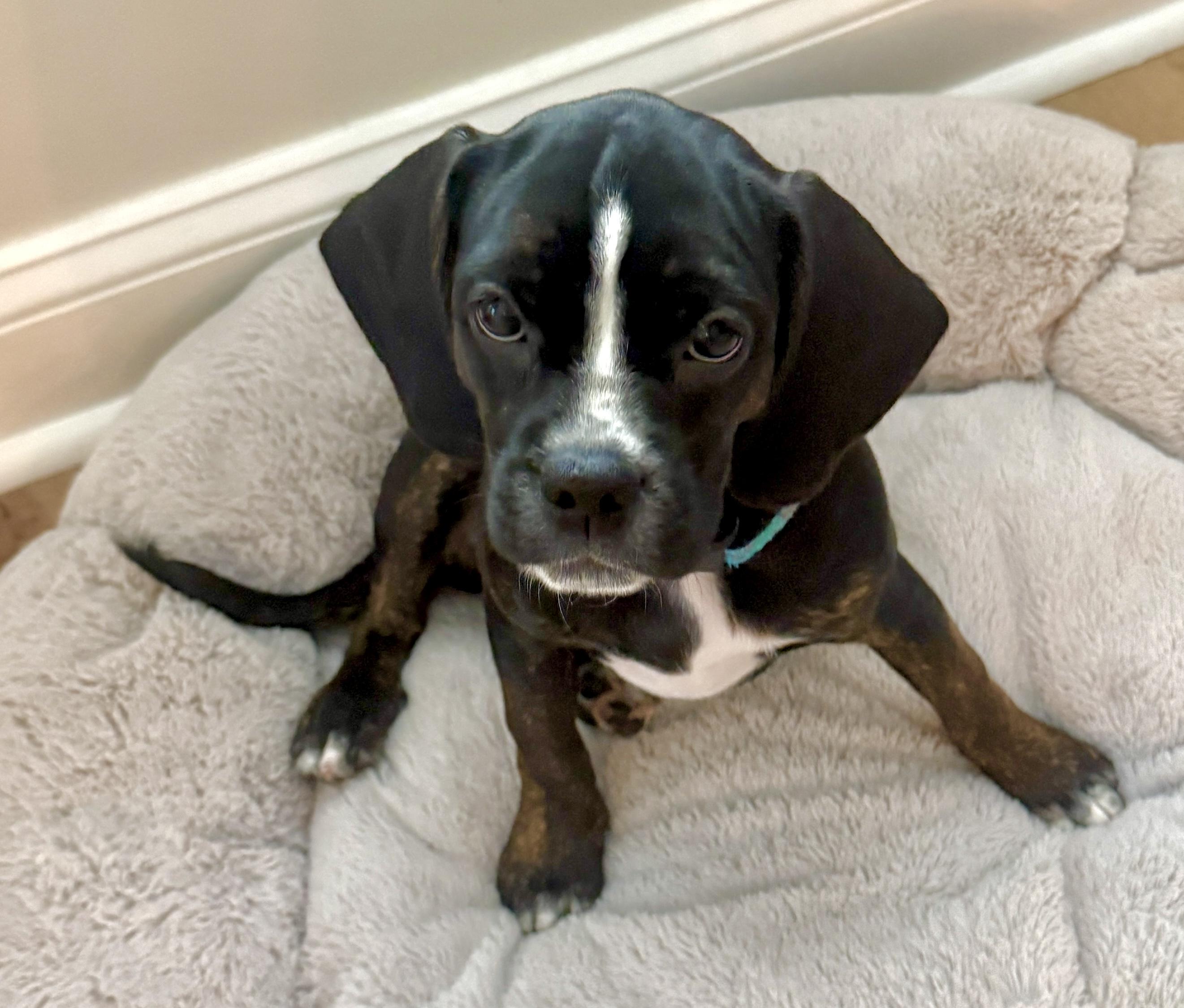 Enlarge Gazoo, a ADOPTABLE mixed breed in Mt Pleasant, SC image 6/6