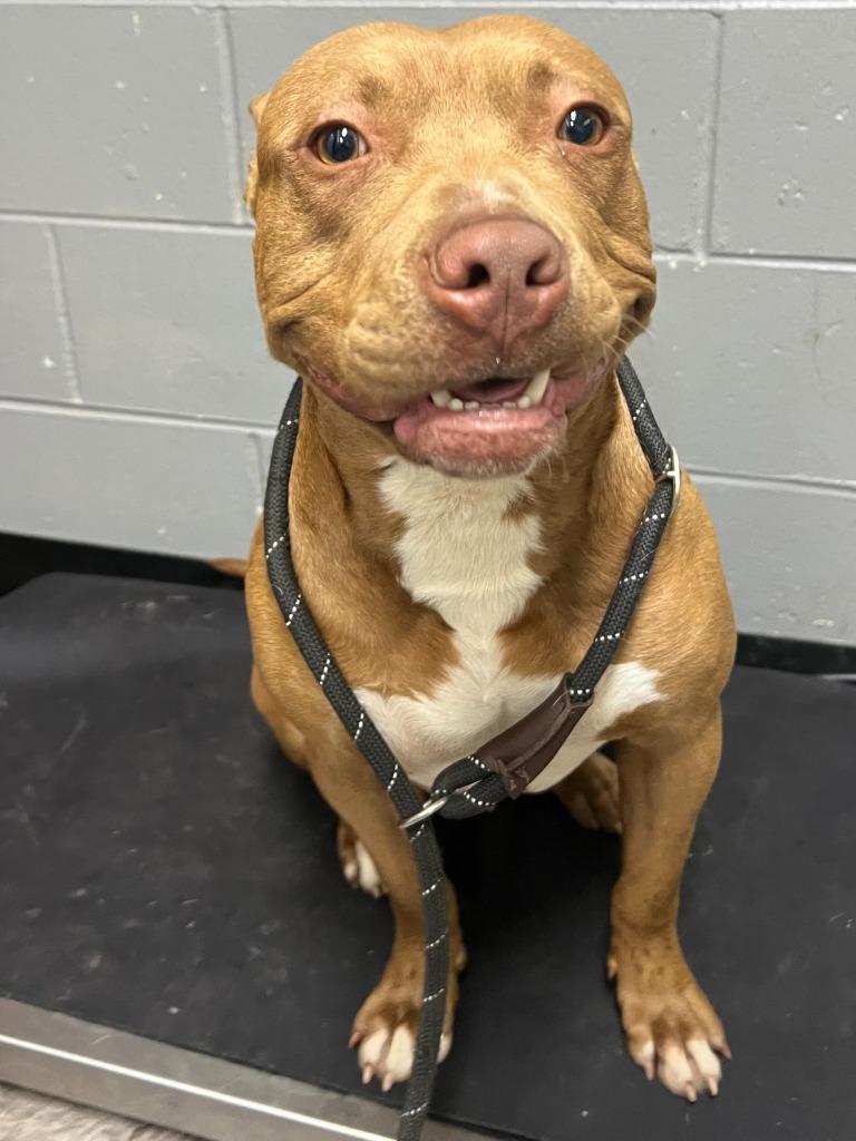 Enlarge Bigman, a ADOPTABLE Pit Bull Terrier in Trenton, NJ image 1/1