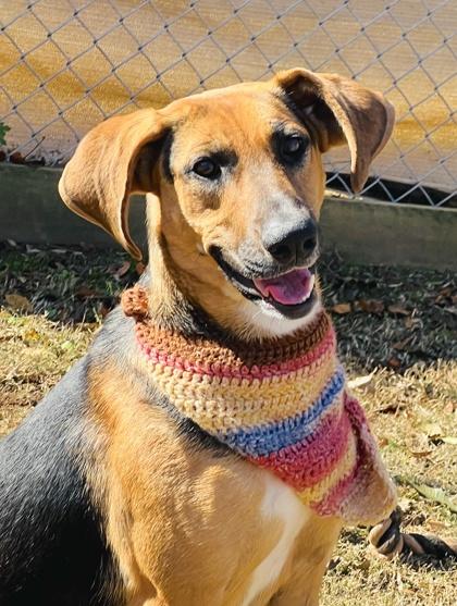 Danish $85 Fostered, a Adoptable mixed breed in Seneca, SC image 1/3