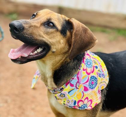 Danish $85 Fostered, a Adoptable mixed breed in Seneca, SC image 3/3