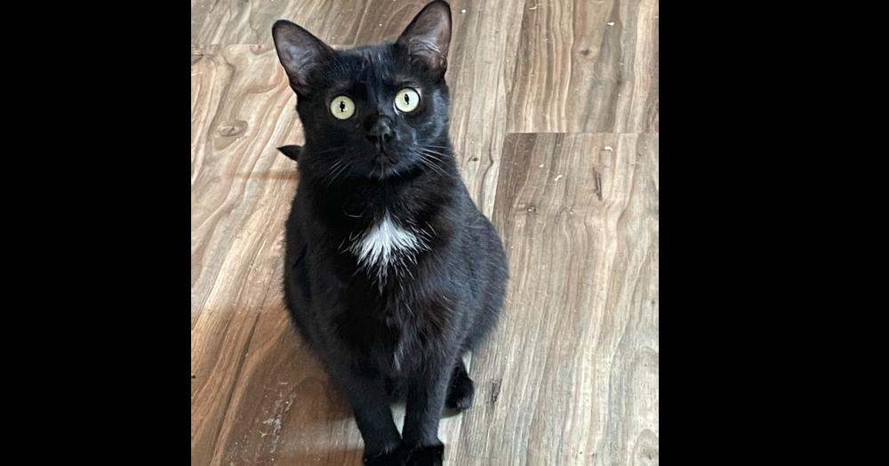 Greasy, Adoptable, Young Female Domestic Short Hair.