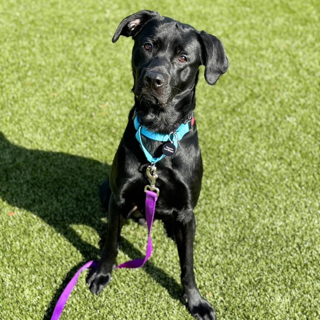 Enlarge Pemberton, a Adoptable Black Labrador Retriever in Fort Wayne, IN image 2/6