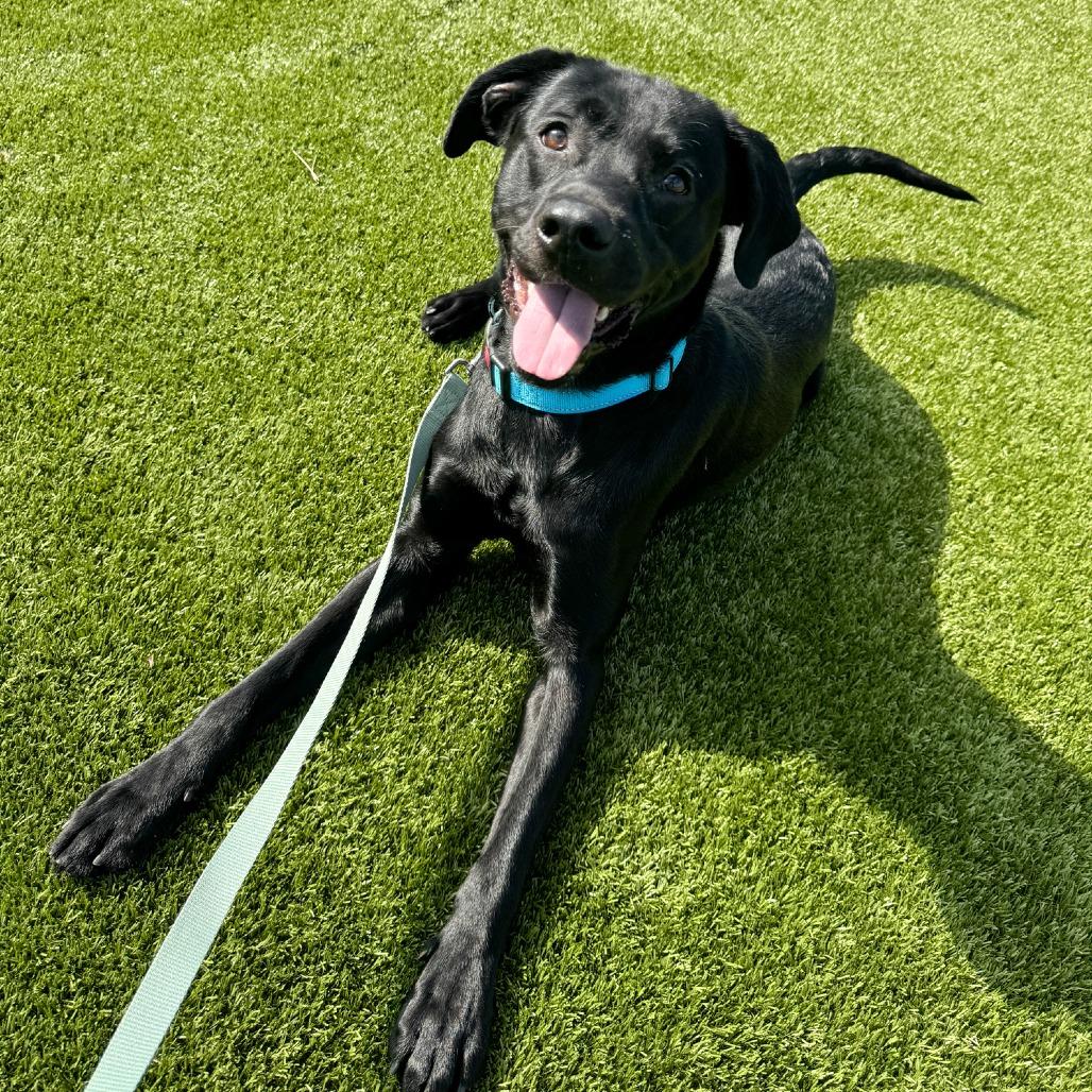Enlarge Pemberton, a Adoptable Black Labrador Retriever in Fort Wayne, IN image 3/6