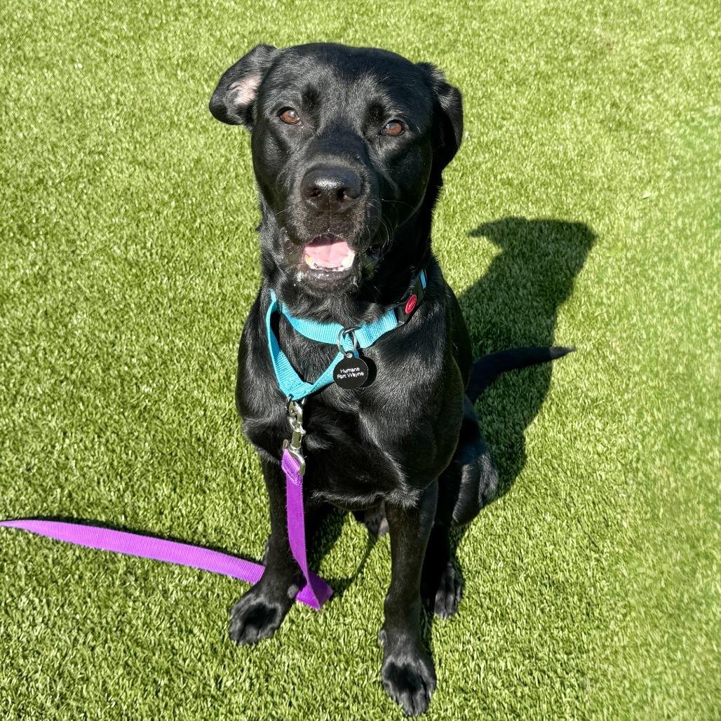 Enlarge Pemberton, a Adoptable Black Labrador Retriever in Fort Wayne, IN image 5/6