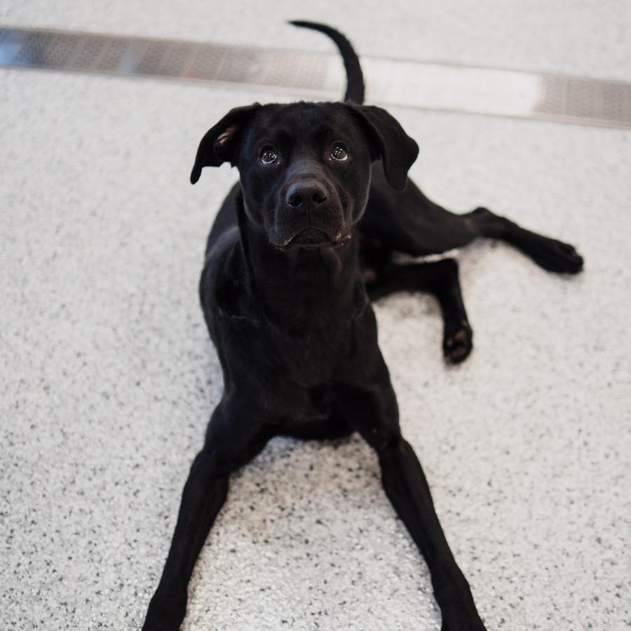 Enlarge Pemberton, a Adoptable Black Labrador Retriever in Fort Wayne, IN image 6/6