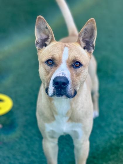 Enlarge Macadamia , a Adoptable mixed breed in Sacramento, CA image 2/3