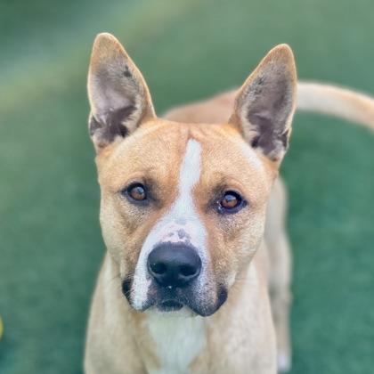 Macadamia , Adoptable, Adult Male Pit Bull Terrier.