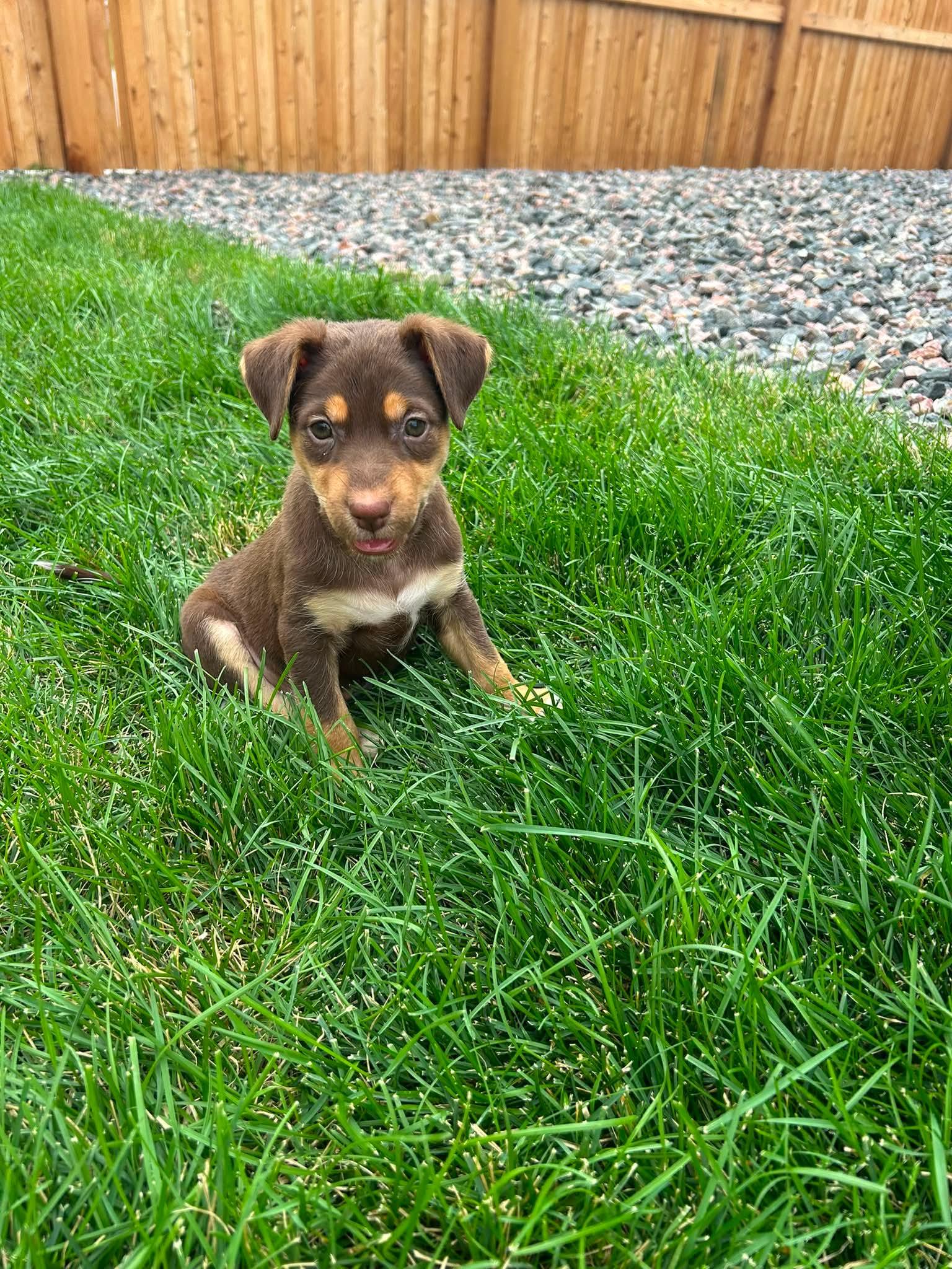 England, a ADOPTABLE mixed breed in Fort Collins, CO image 2/2