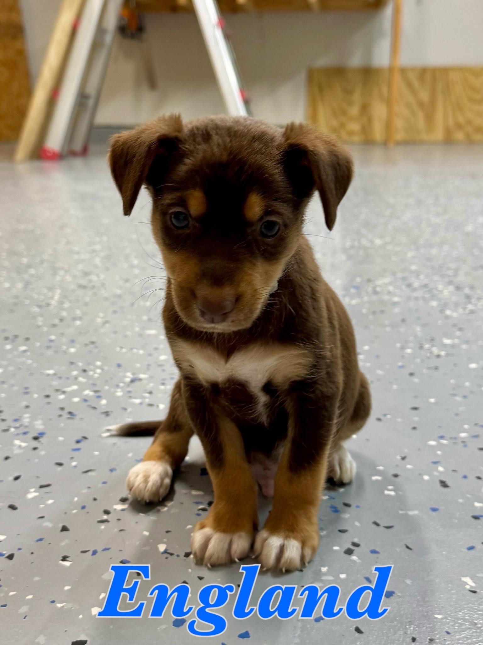 England, a ADOPTABLE mixed breed in Fort Collins, CO image 1/2