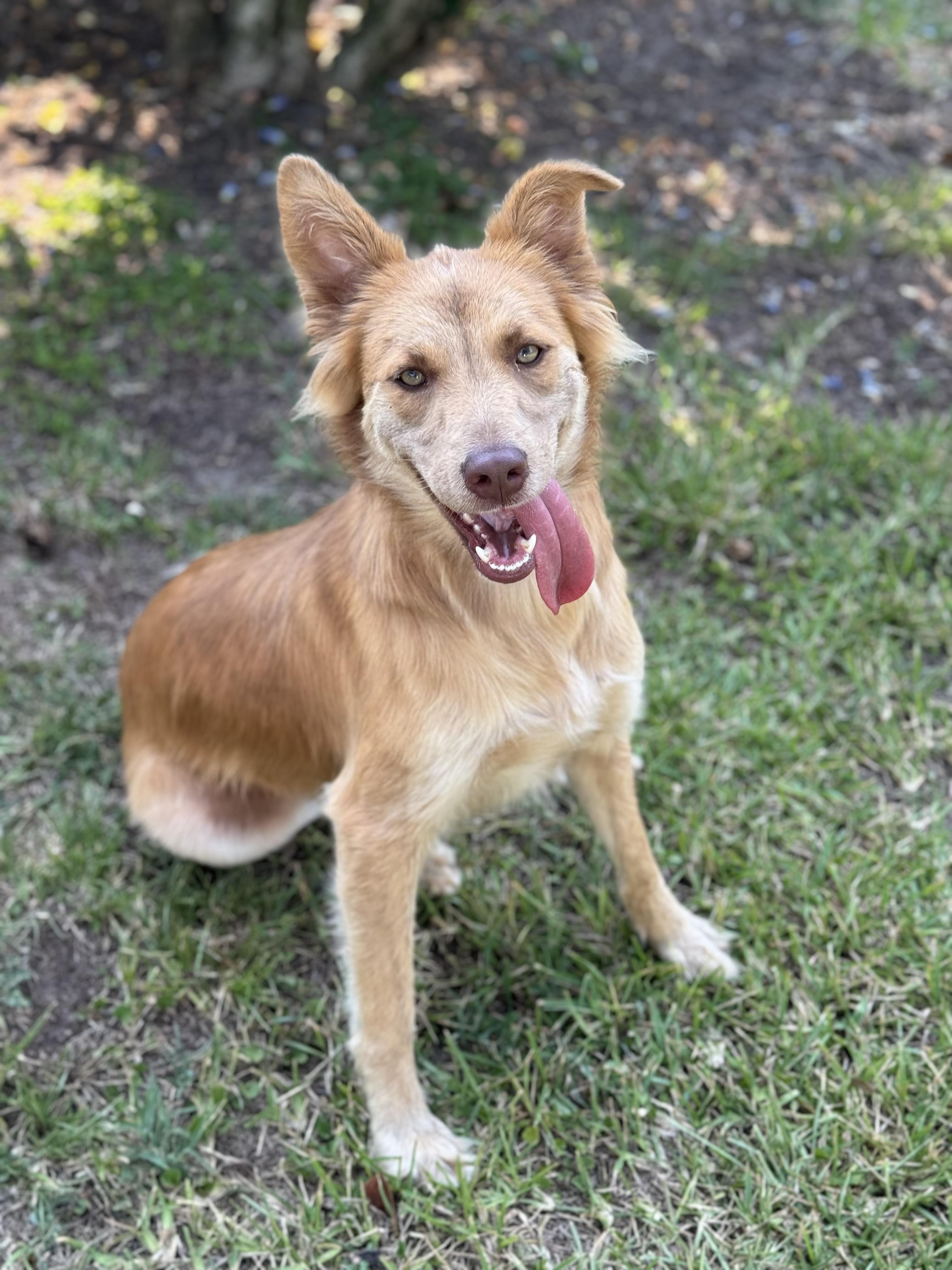Ginger, Adoptable, Young Female Mixed Breed.