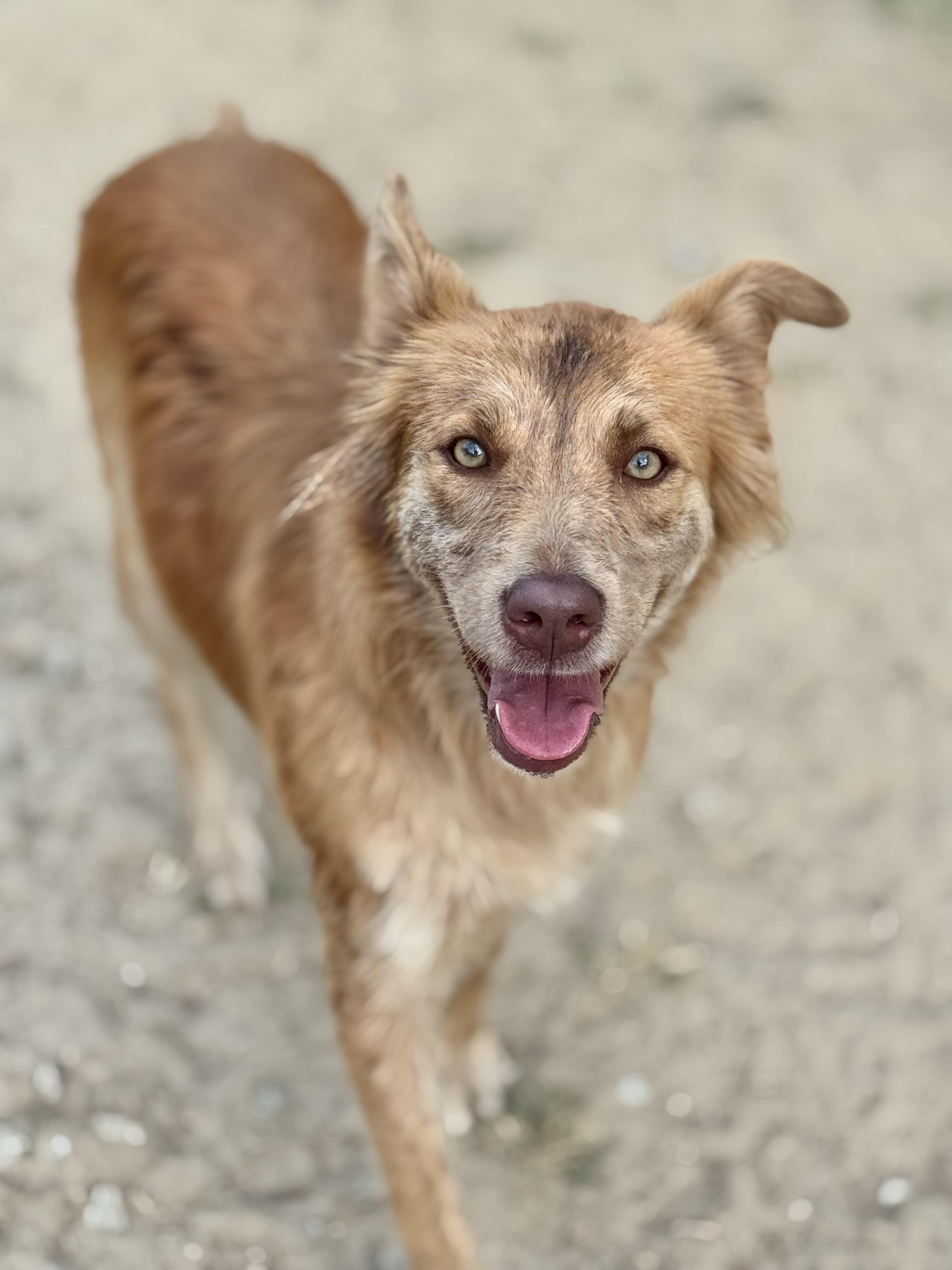 Ginger, a Adoptable mixed breed in SYLVANIA, GA image 3/6
