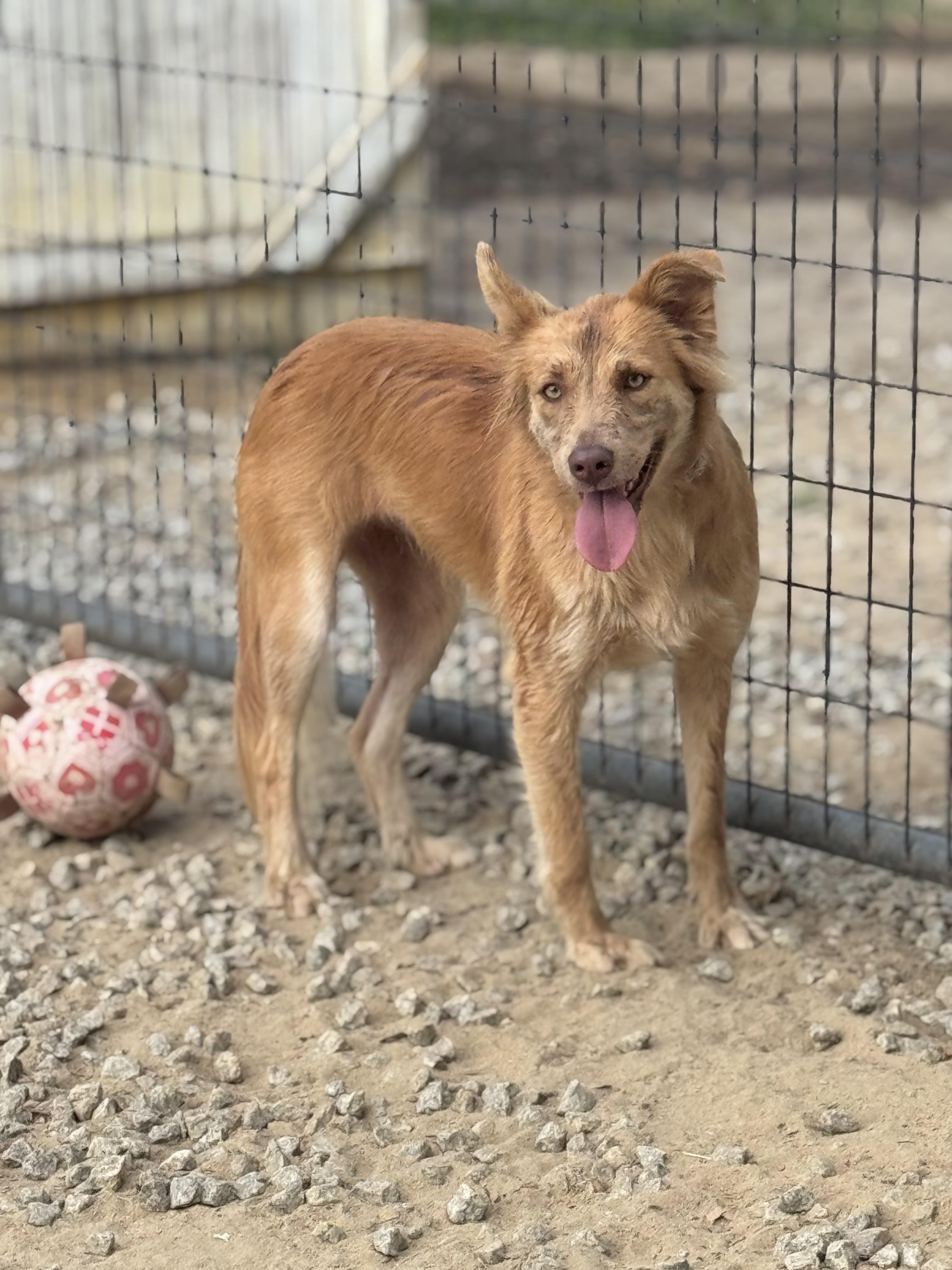 Ginger, a Adoptable mixed breed in SYLVANIA, GA image 4/6