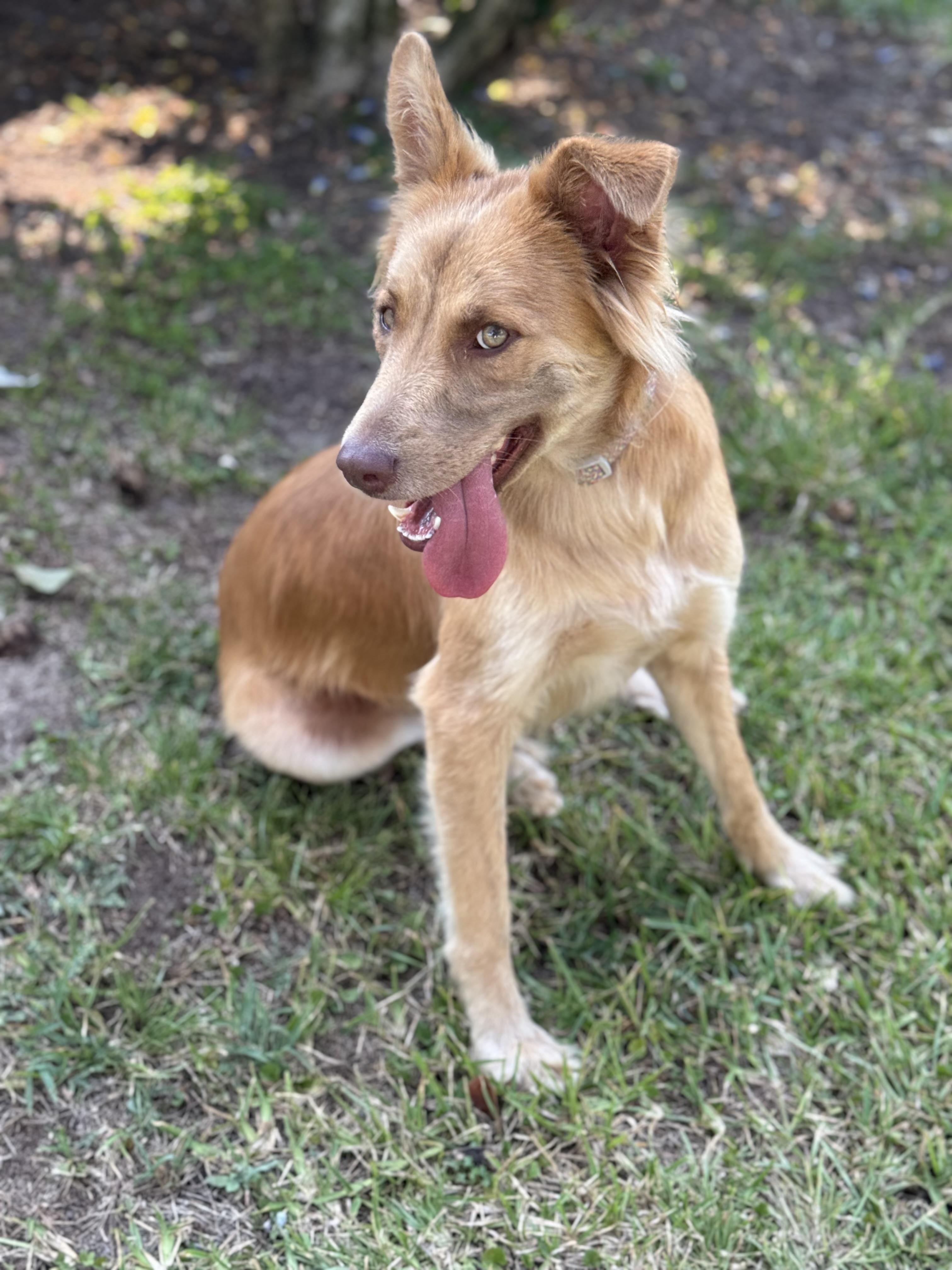 Ginger, a Adoptable mixed breed in SYLVANIA, GA image 2/6