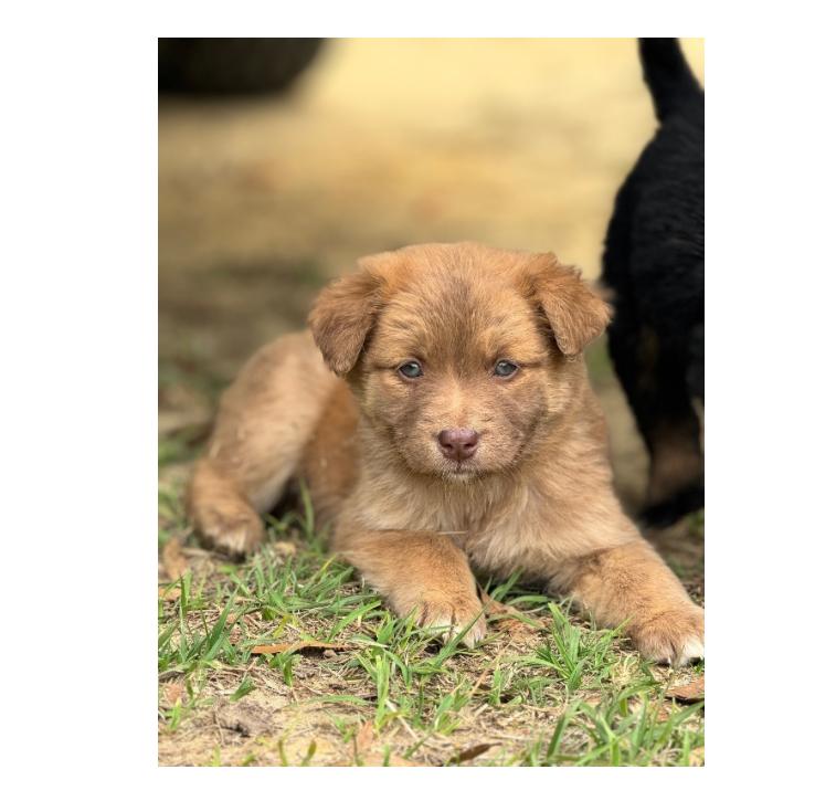 Ginger, a Adoptable mixed breed in SYLVANIA, GA image 6/6