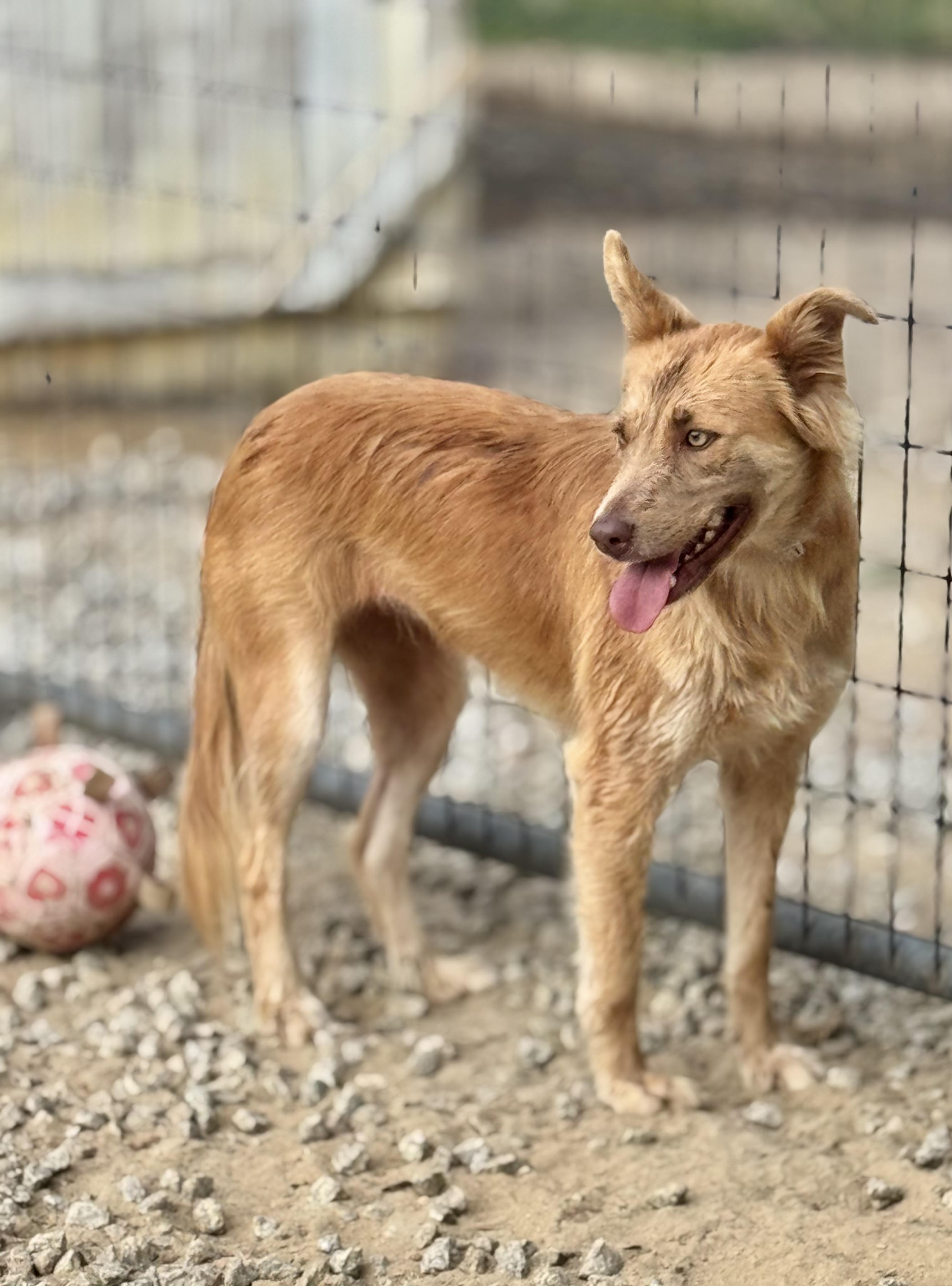 Ginger, a Adoptable mixed breed in SYLVANIA, GA image 5/6