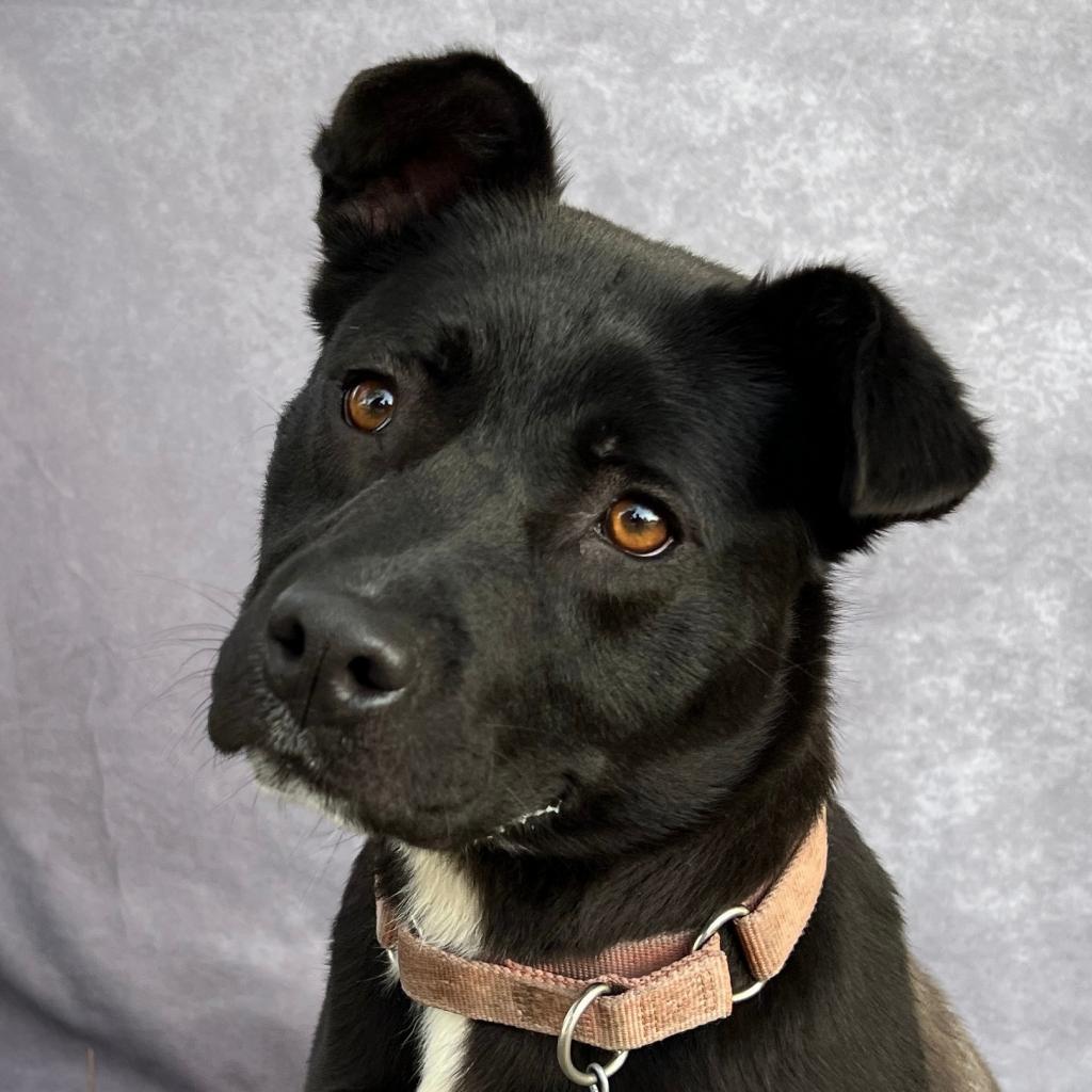 SOPHIE, a Adoptable mixed breed in Point Richmond, CA image 1/6