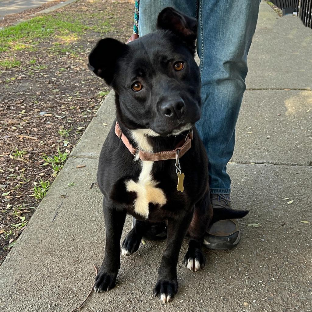 Enlarge SOPHIE, a Adoptable mixed breed in Point Richmond, CA image 4/6