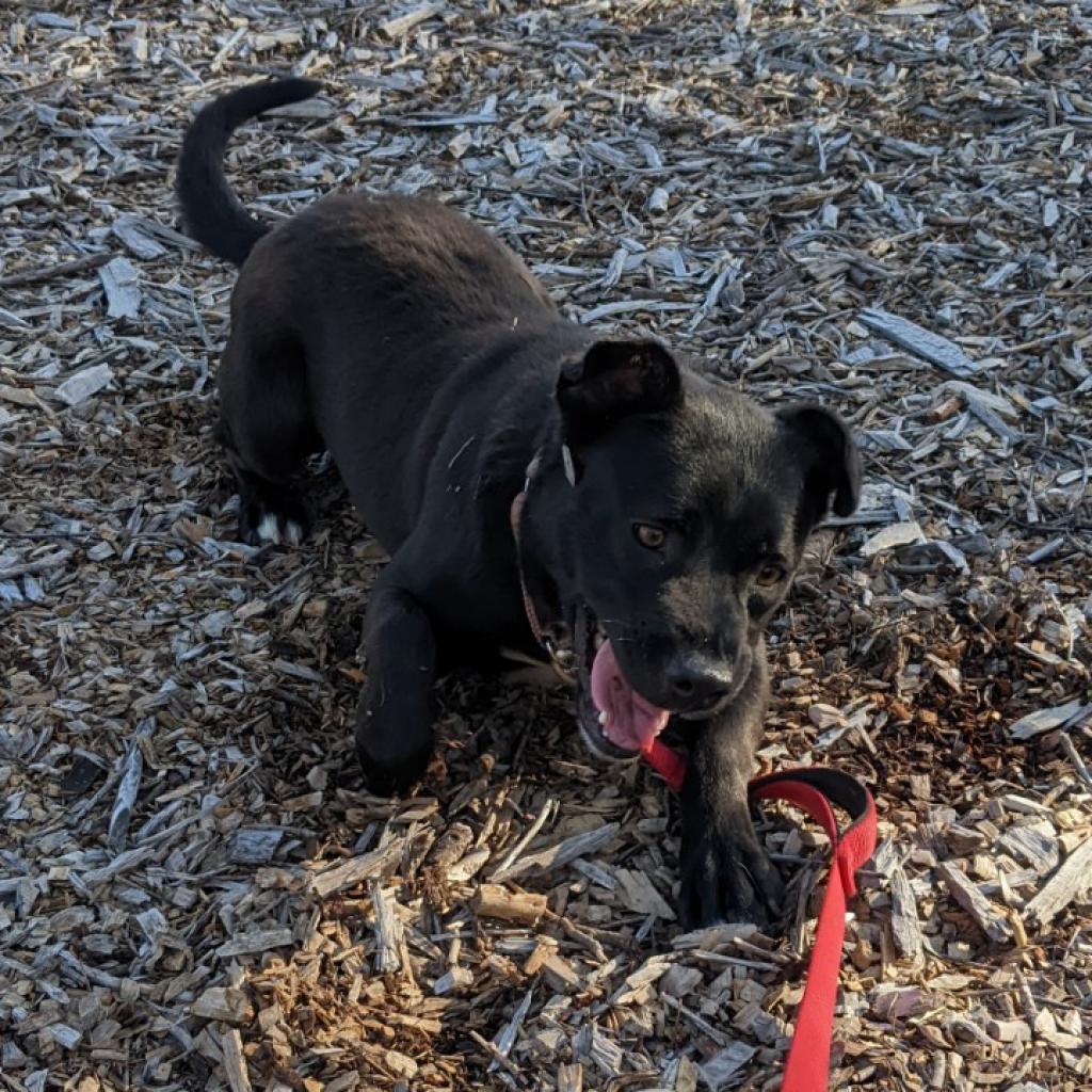 SOPHIE, a Adoptable mixed breed in Point Richmond, CA image 5/6