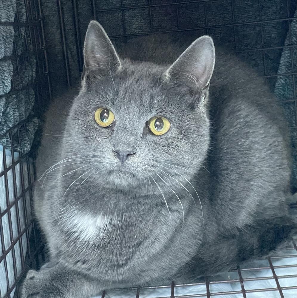 Zuul Silver, a Adoptable mixed breed in Mount Laurel, NJ image 1/5