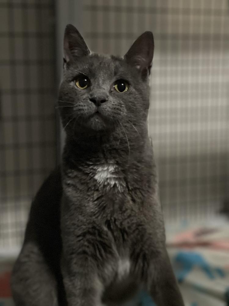 Zuul Silver, a Adoptable mixed breed in Mount Laurel, NJ image 2/5