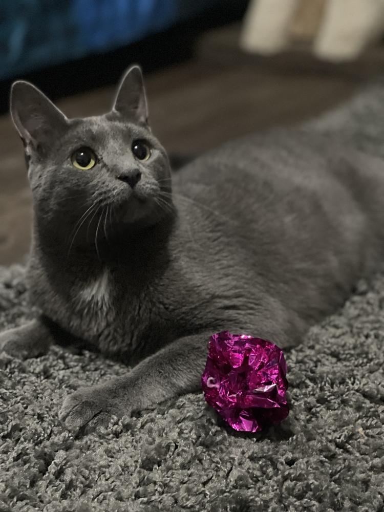 Zuul Silver, a Adoptable mixed breed in Mount Laurel, NJ image 3/5