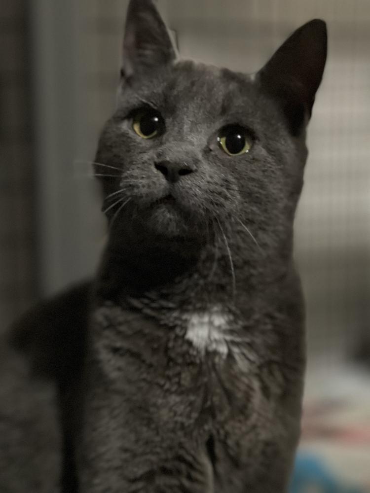 Zuul Silver, a Adoptable mixed breed in Mount Laurel, NJ image 5/5