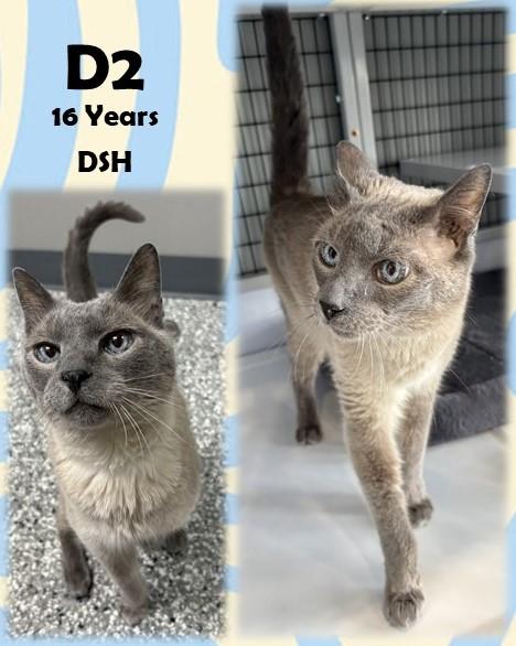 D2, adopted, Senior Male Domestic Short Hair.