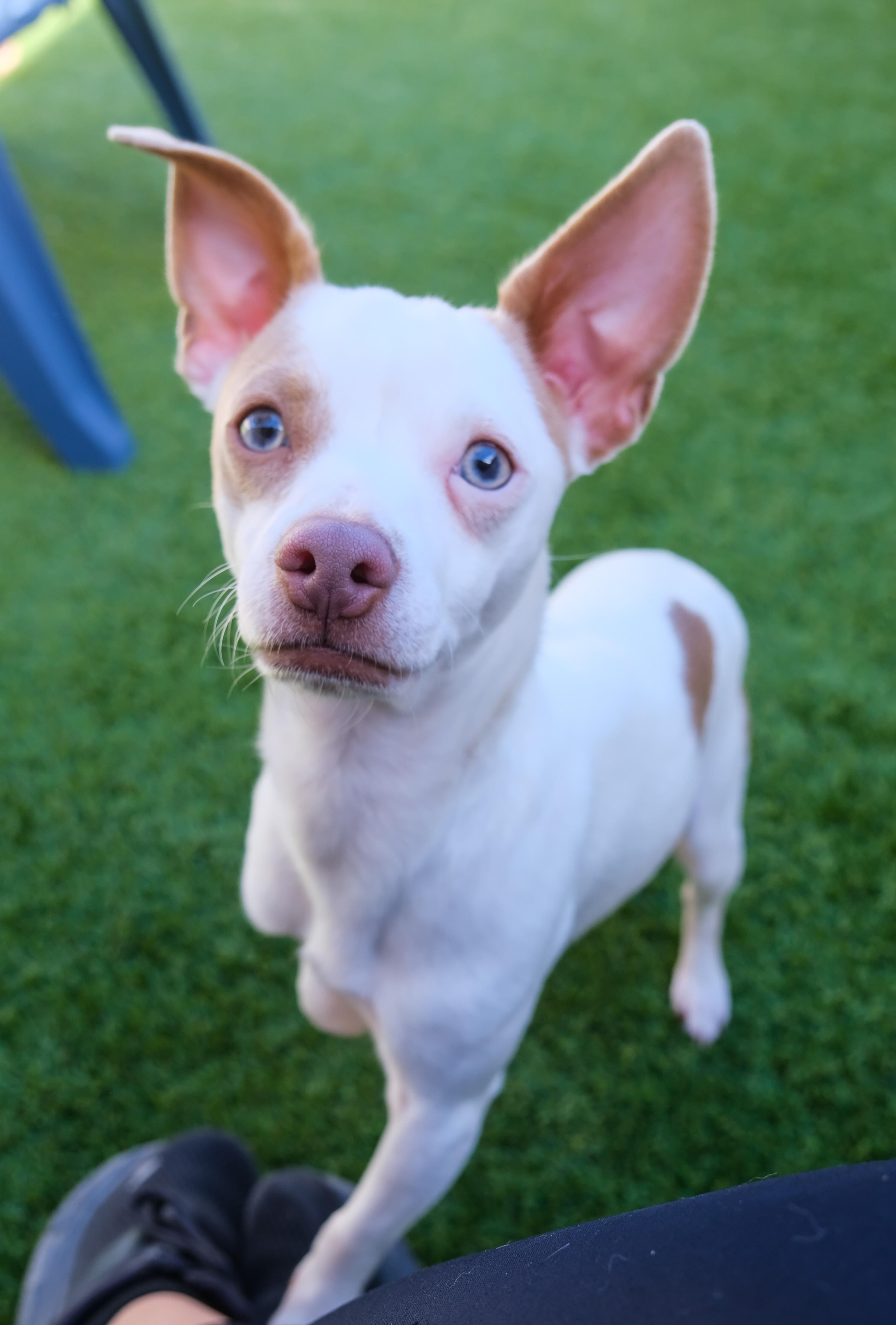 Enlarge Enzo, a ADOPTABLE mixed breed in Newport Beach, CA image 3/3