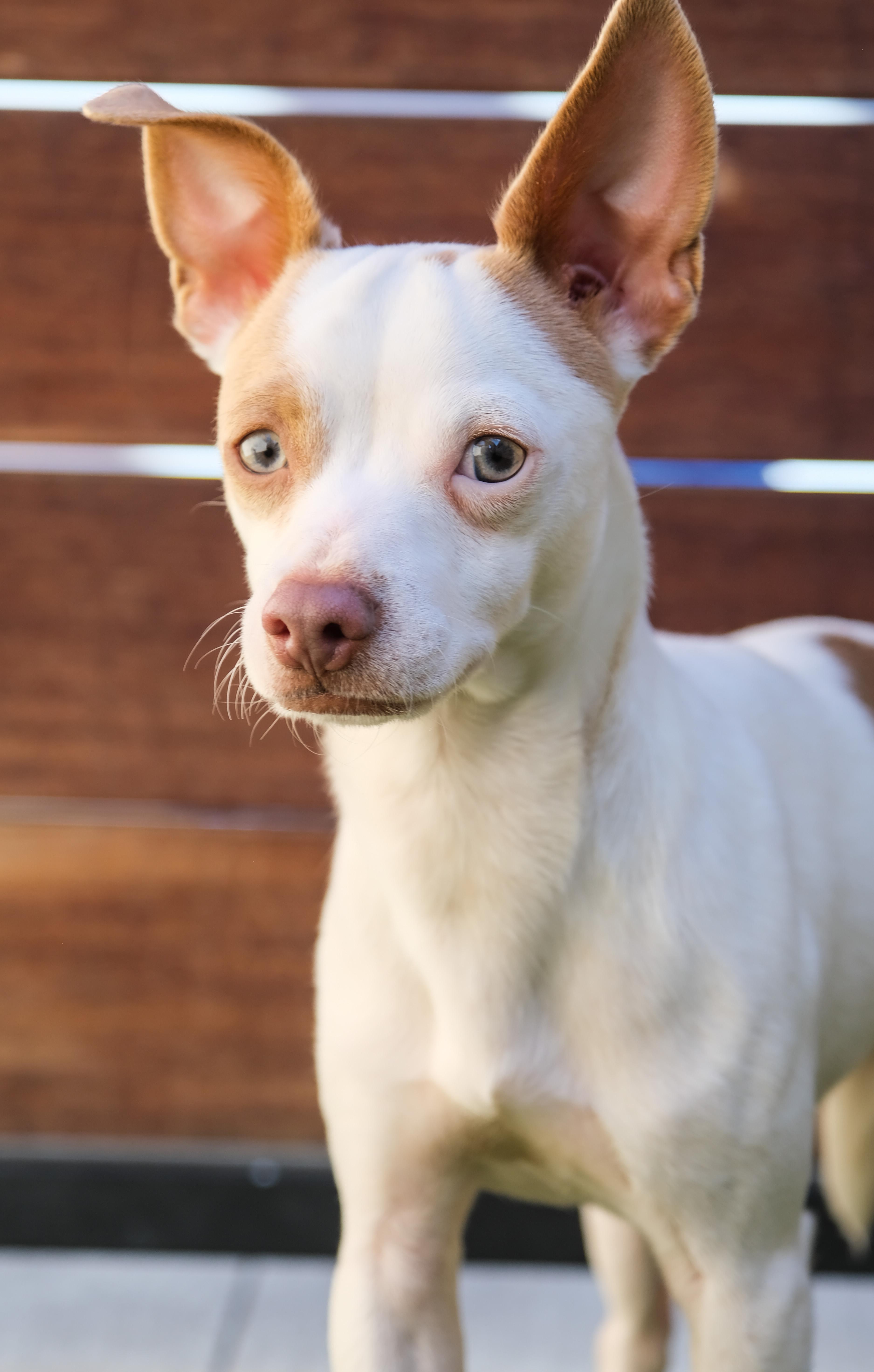 Enlarge Enzo, a ADOPTABLE mixed breed in Newport Beach, CA image 1/3