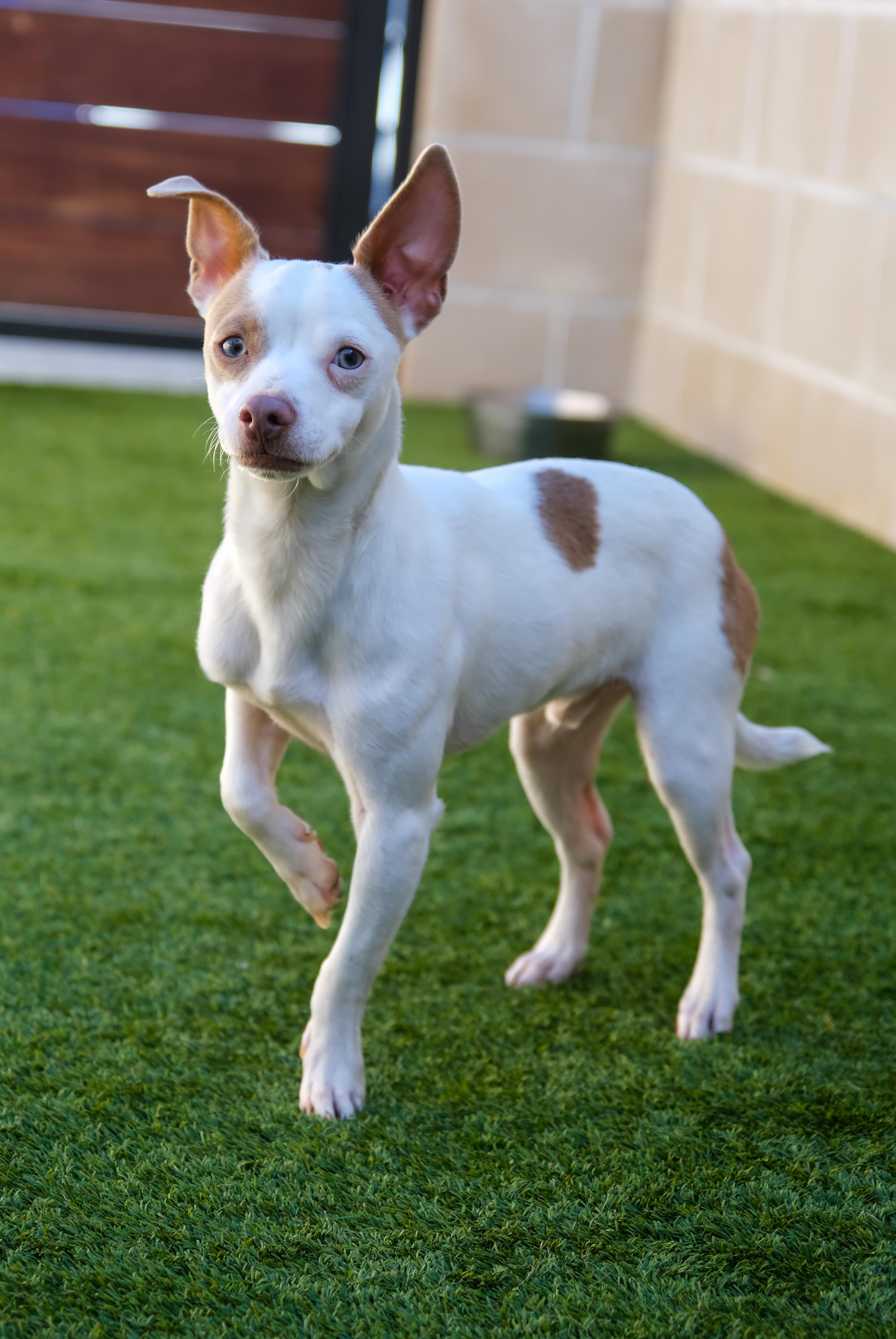Enlarge Enzo, a ADOPTABLE mixed breed in Newport Beach, CA image 2/3