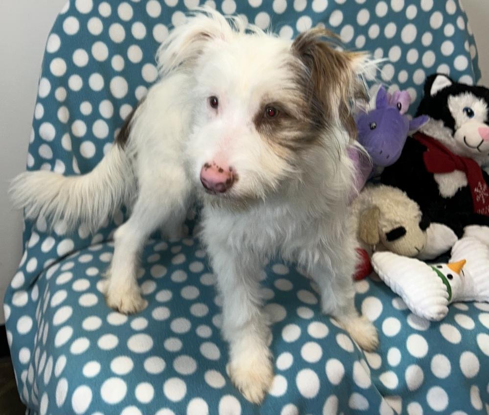 Enlarge Peaches, a Adoptable mixed breed in Cedartown, GA image 1/1