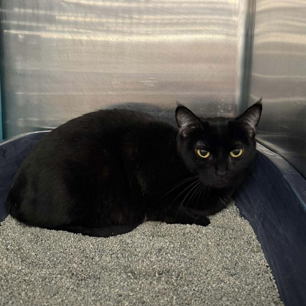 Maeve, Adoptable, Adult Female Domestic Short Hair.