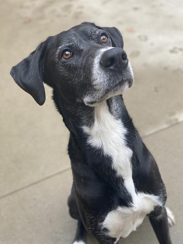 DRAKO, Adoptable, Adult Male Great Dane & Mixed Breed.