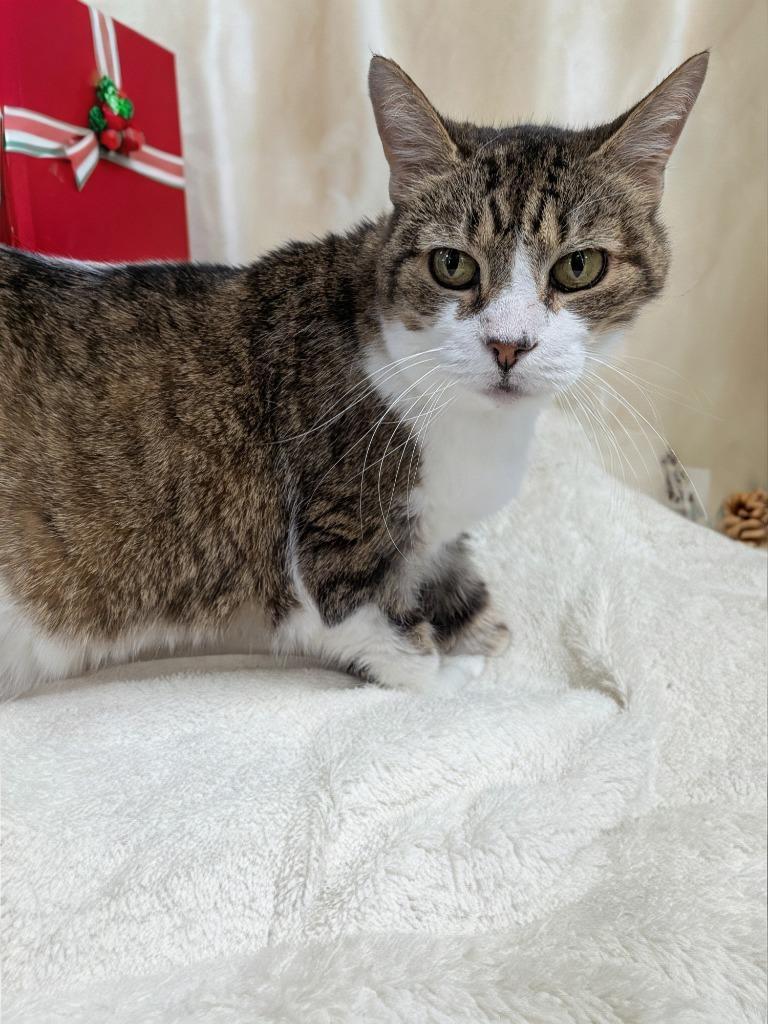 Smiles, Adoptable, Senior Female Domestic Short Hair.