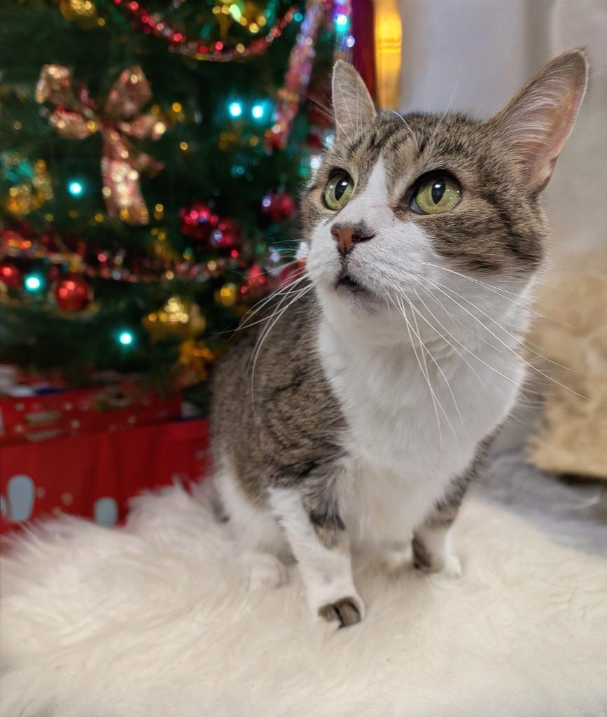 Enlarge Smiles, a Adoptable mixed breed in Wintersville, OH image 2/6