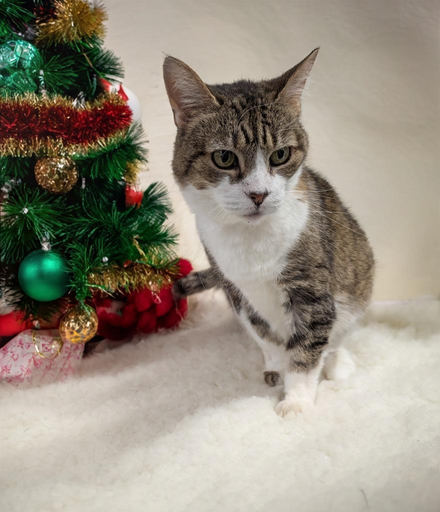 Enlarge Smiles, a Adoptable mixed breed in Wintersville, OH image 6/6