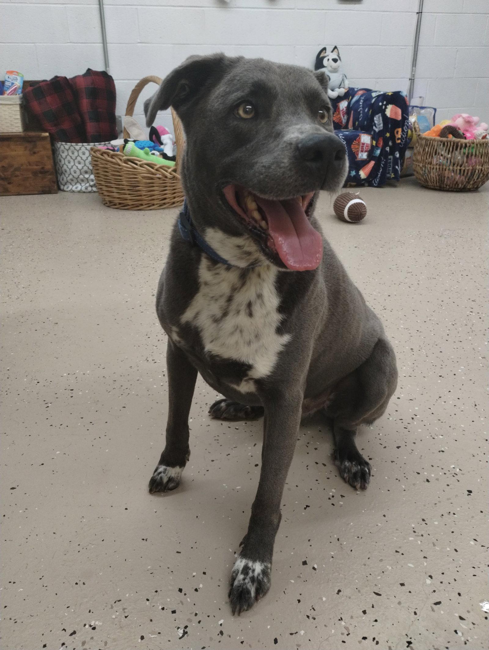 Brody, Adoptable, Adult Male Border Collie.