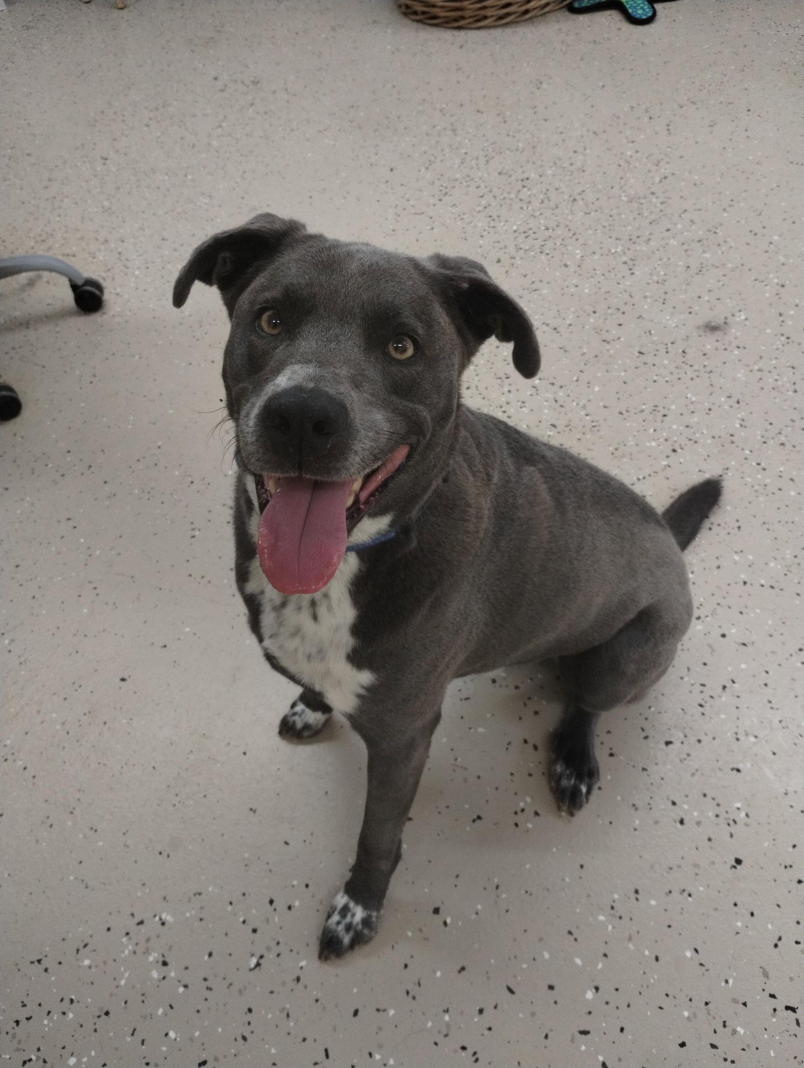 Brody, a Adoptable Border Collie in York, SC image 2/3