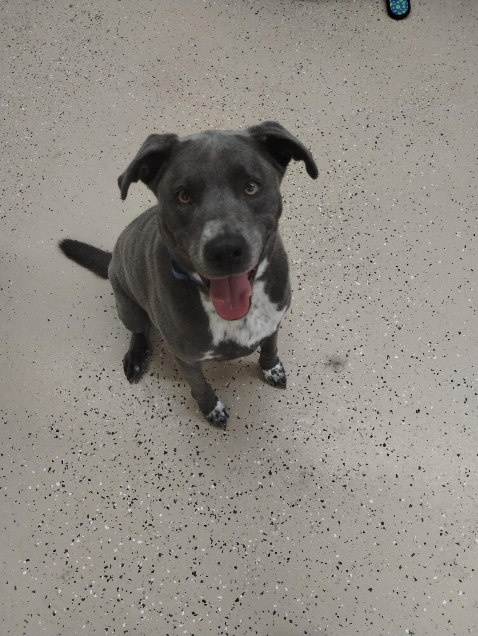 Brody, a Adoptable Border Collie in York, SC image 3/3