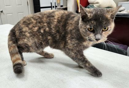 Blossom, Adoptable, Young Female Domestic Short Hair & Domestic Short Hair.