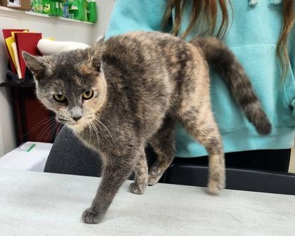 Enlarge Blossom, a Adoptable mixed breed in Wilkesboro, NC image 1/3