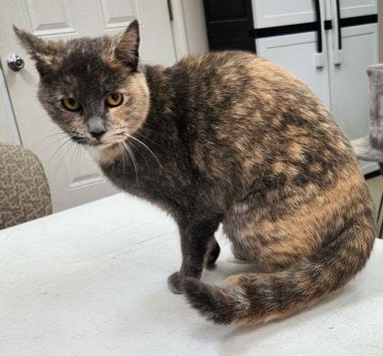 Enlarge Blossom, a Adoptable mixed breed in Wilkesboro, NC image 2/3