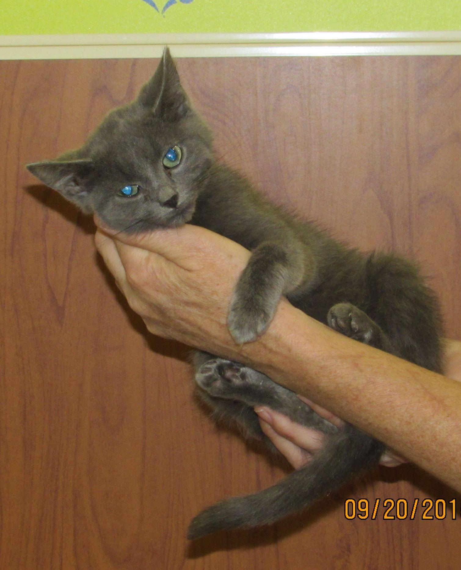 Enlarge Willie, a Adopted Domestic Short Hair in Norwood, OH image 1/2