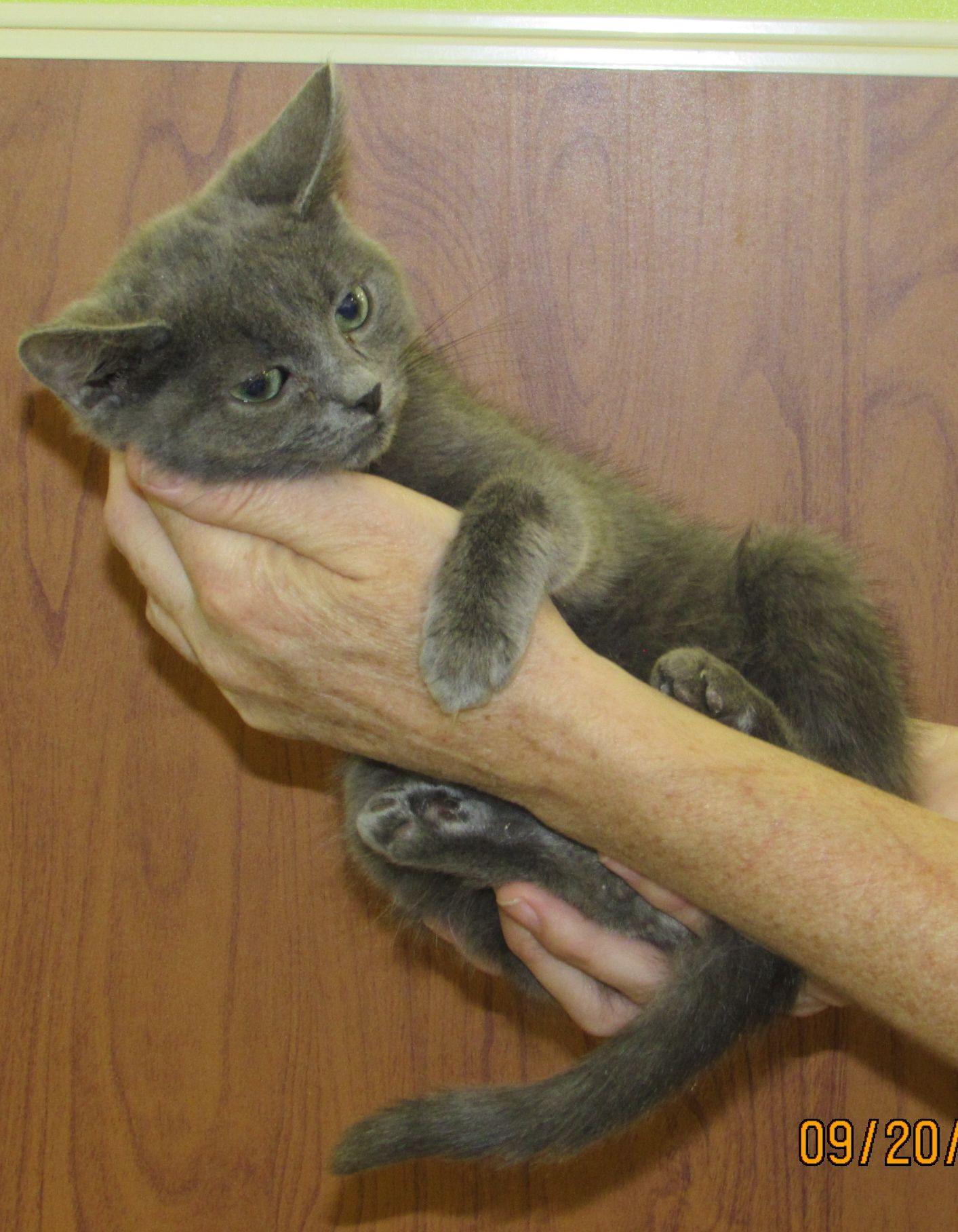 Enlarge Willie, a Adopted Domestic Short Hair in Norwood, OH image 2/2