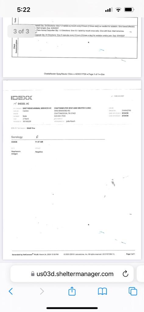 Enlarge Diesel, a Adoptable German Shepherd Dog in East Ridge, TN image 2/3